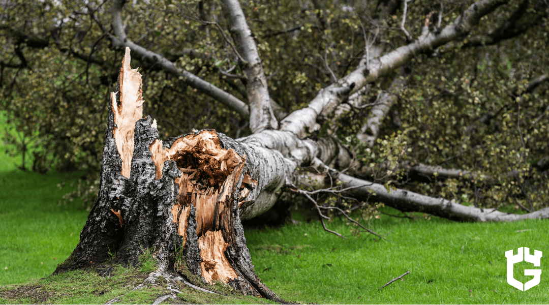 What Would Happen if My Neighbor’s Tree Fell on My Property?