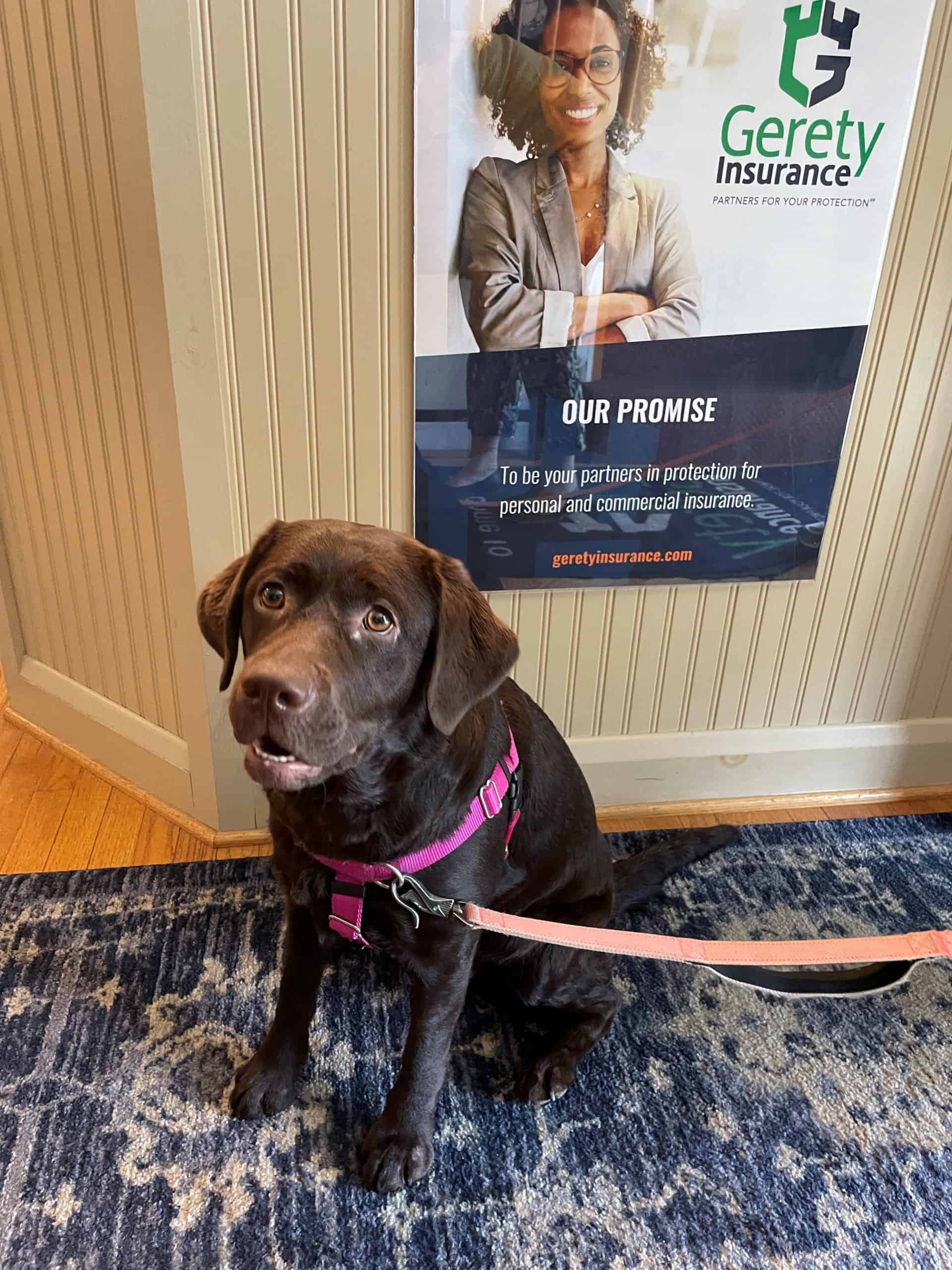 Pet Insurance Maryland
